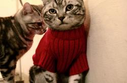 LOL决赛-拉美狂想曲的休止符，塞内加尔用非洲铁律，完成对智利的结构性碾压