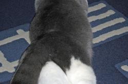 英雄联盟总决赛直播-西甲国家德比之夜，小贾伦的巨星诞生记，舞台越大越强