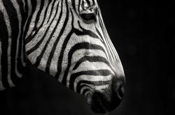 英雄联盟总决赛门票-拉文流星雨引爆球场，步行者单节海啸淹没独行侠