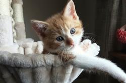 英雄联盟总决赛赛程-意甲焦点战之夜，浓眉巨星闪耀，诠释无可替代的价值