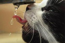 英雄联盟总决赛2025-破茧与碾压，卡拉斯科的救赎与阿尔及利亚的战术碾压