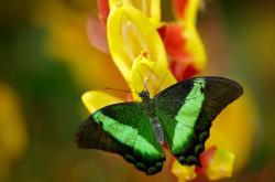 英雄联盟总决赛赛程-篮球场的绿茵灯下，卡拉斯科的深夜救赎