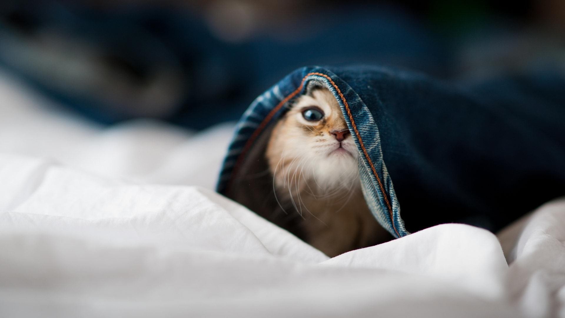 战术病毒，荷兰式高位压迫如何掐断巴萨的传控动脉