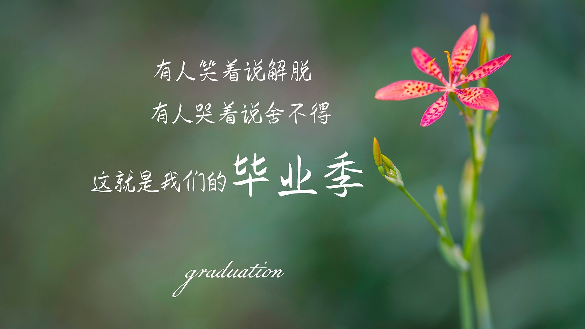 隐形主宰，当尼日利亚的火焰，撞上被皮克定律加持的比利时战车