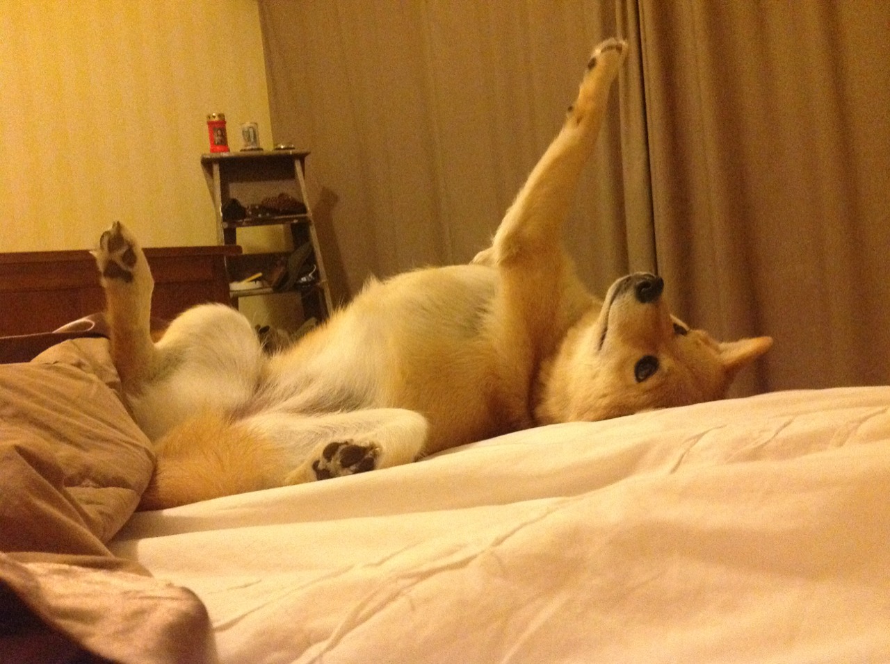 时空裂缝中的篮球火，塔图姆在辽宁队VS魔术的终极回合，用篮球重新定义不软法则