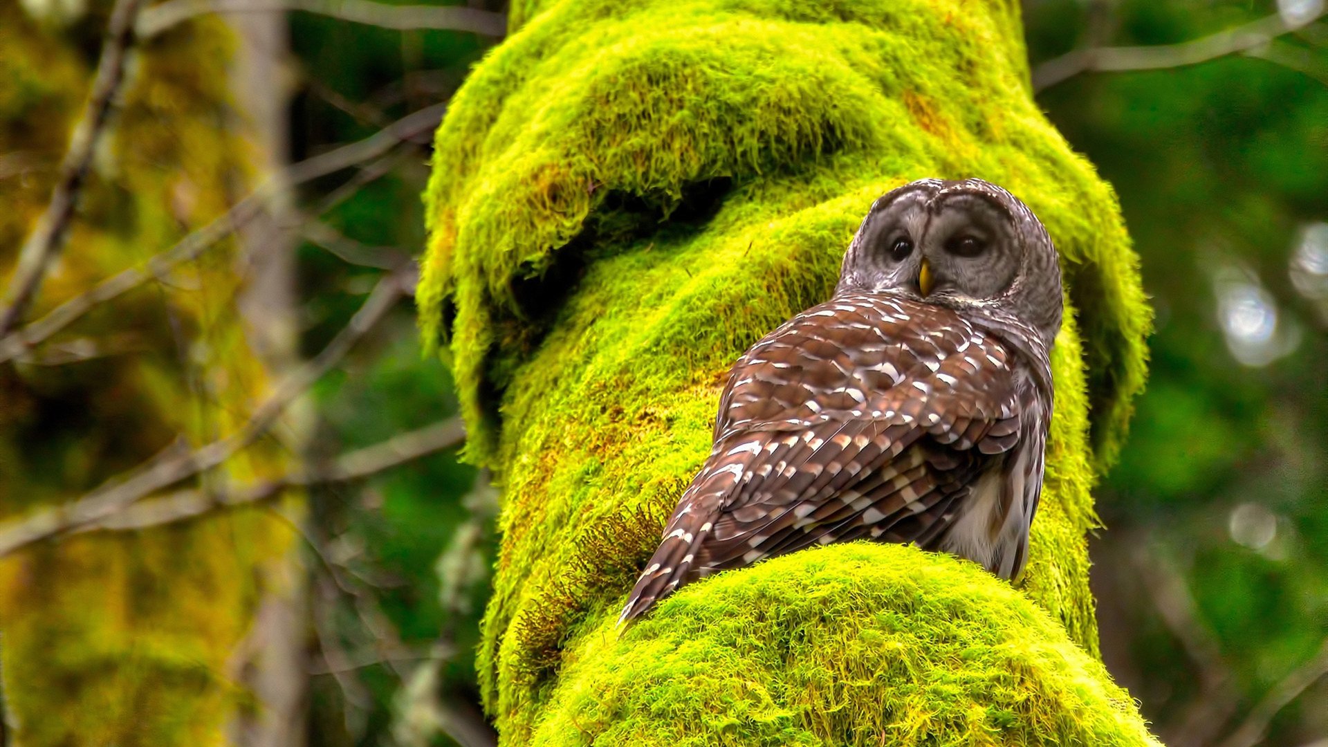 加克波一锤定音！墨西哥打穿瑞士防线的战术密码
