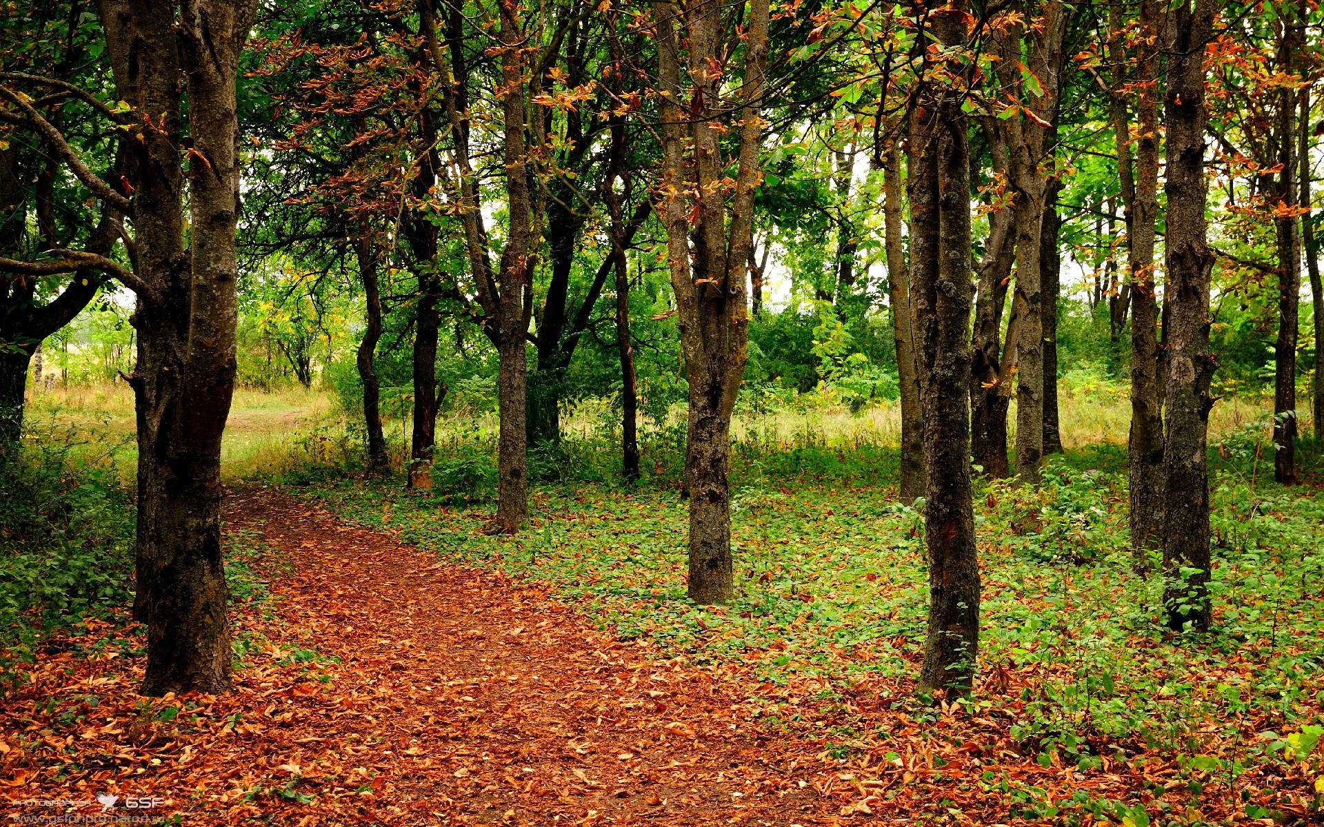 当教父式统治力降临赛场,小贾伦·杰克逊如何用寂静震撼联盟