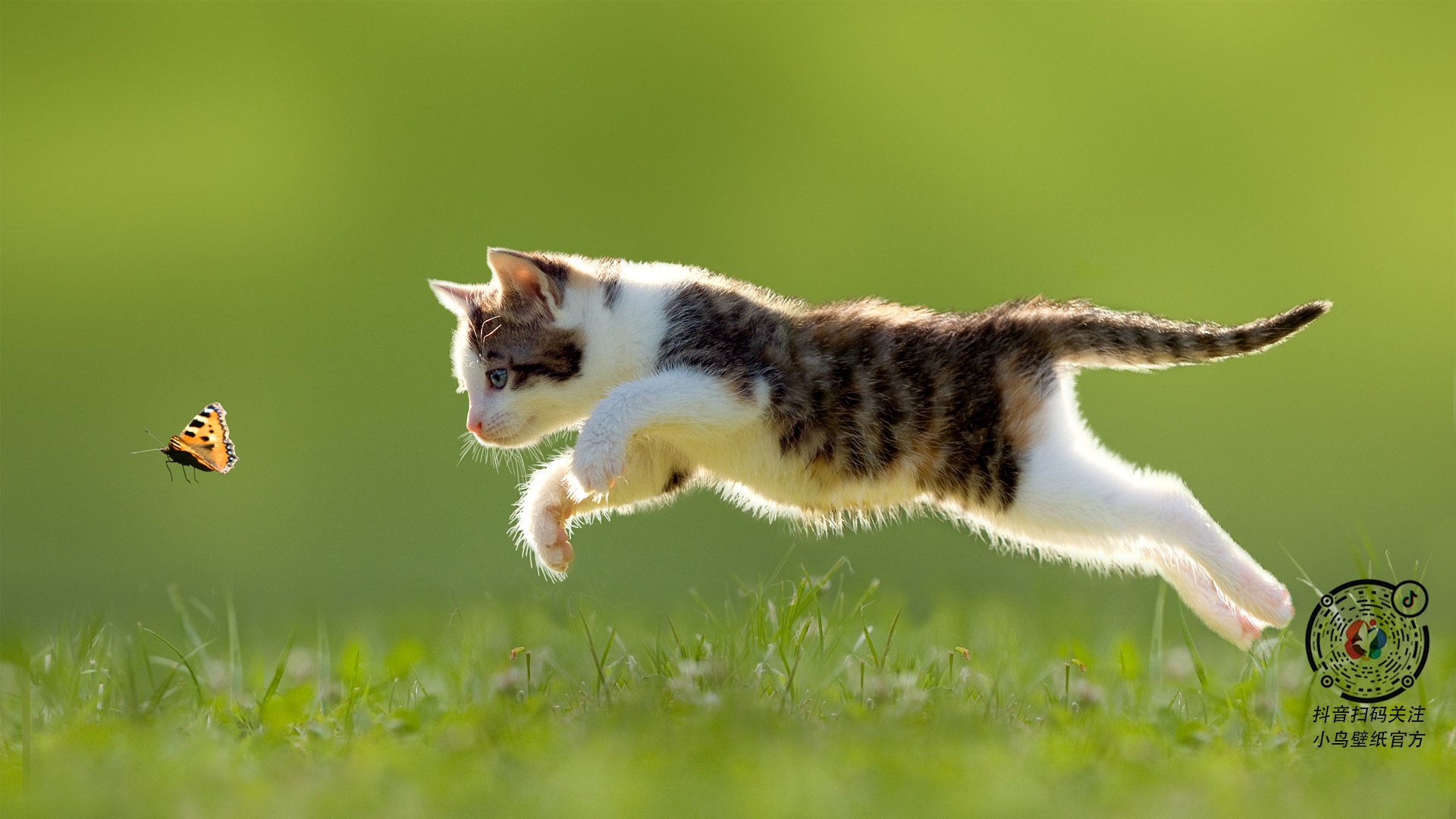 巴林引擎轰鸣与非洲心跳同频，体育全球化下的奇妙同频