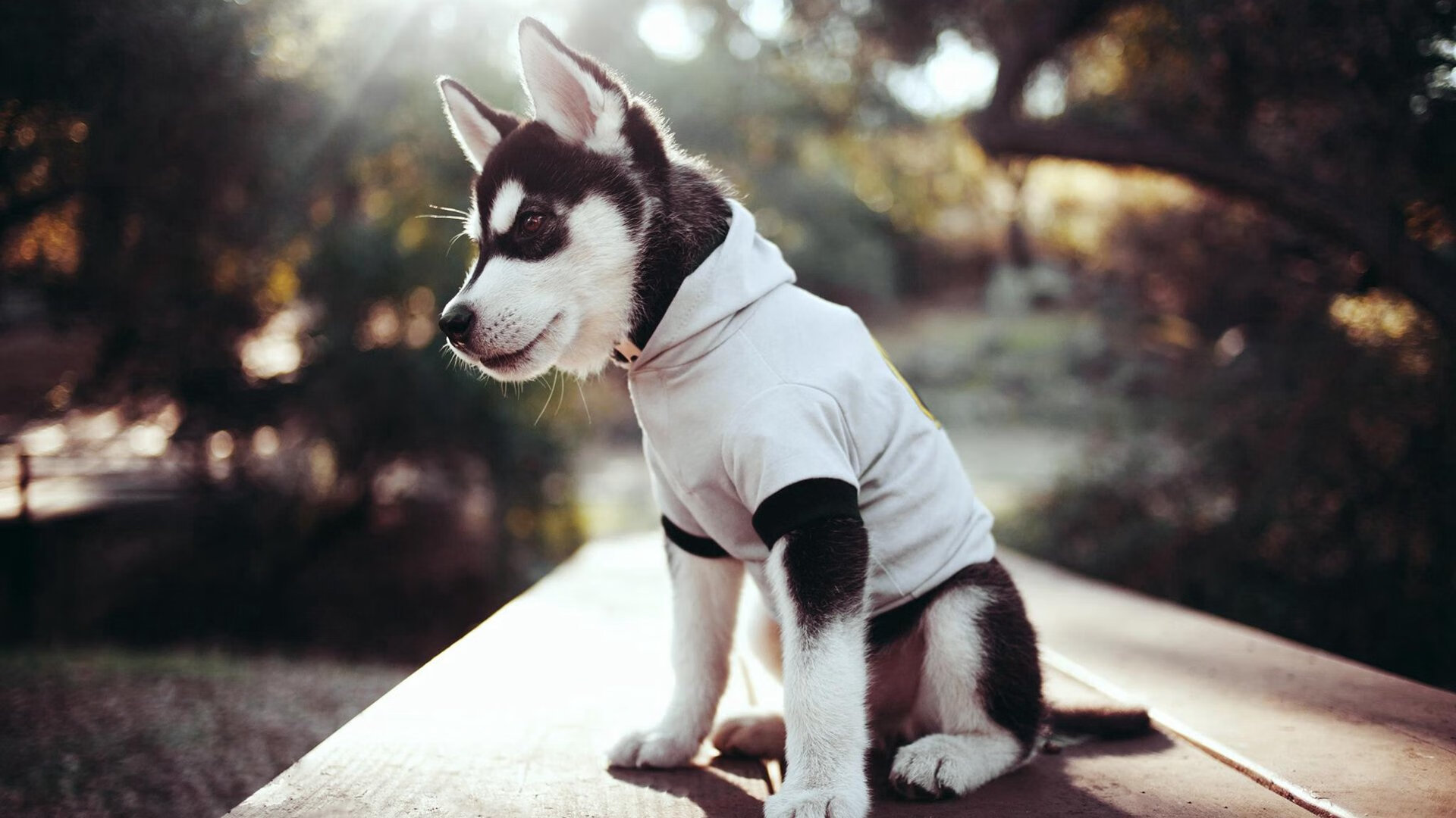 奥运战略下的冰与火之歌,新疆硬仗险胜爵士背后的国家意志