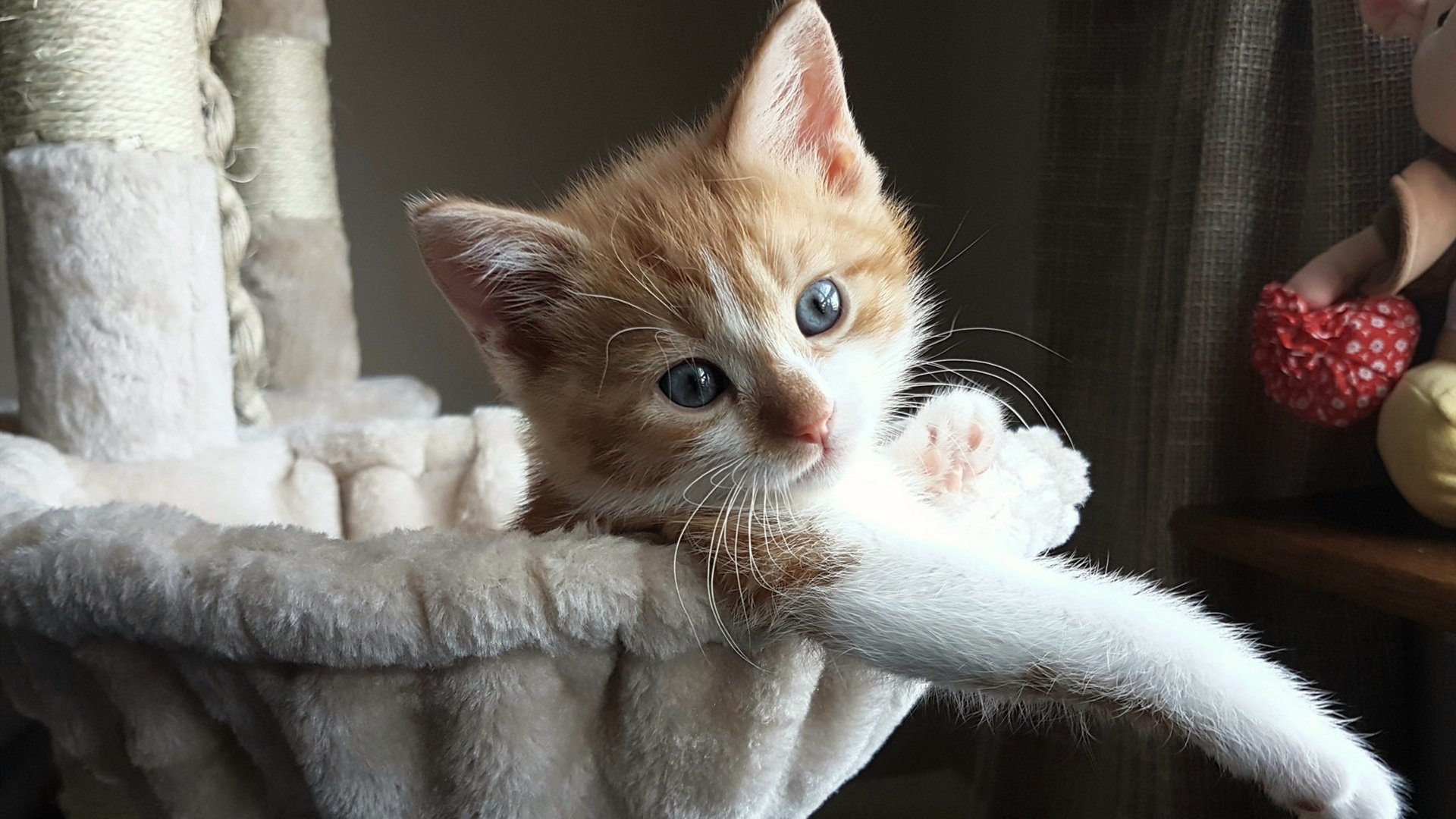 非对称寓言,老鹰撕裂独行侠的世界杯寓言场