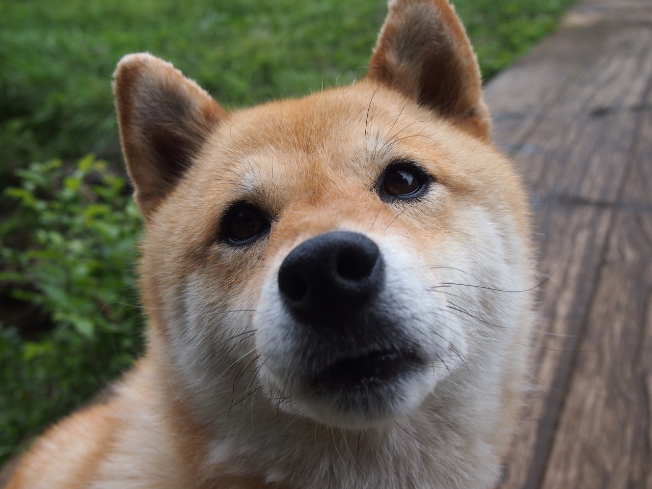 拒绝与进化，约基奇的MVP宣言，与火箭青年军的加时淬火