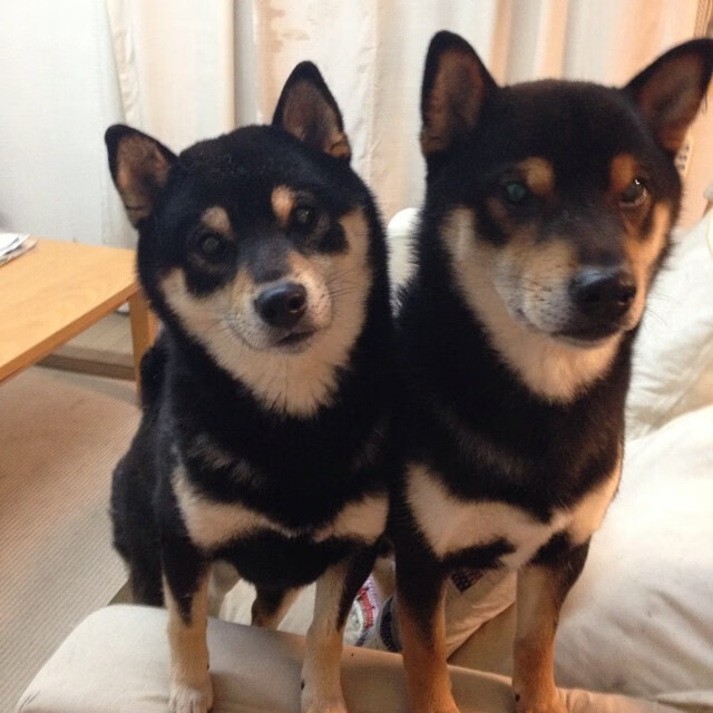 篮球场上的石油美元德比，当AC米兰的DNA遭遇卡塔尔的黄金风暴