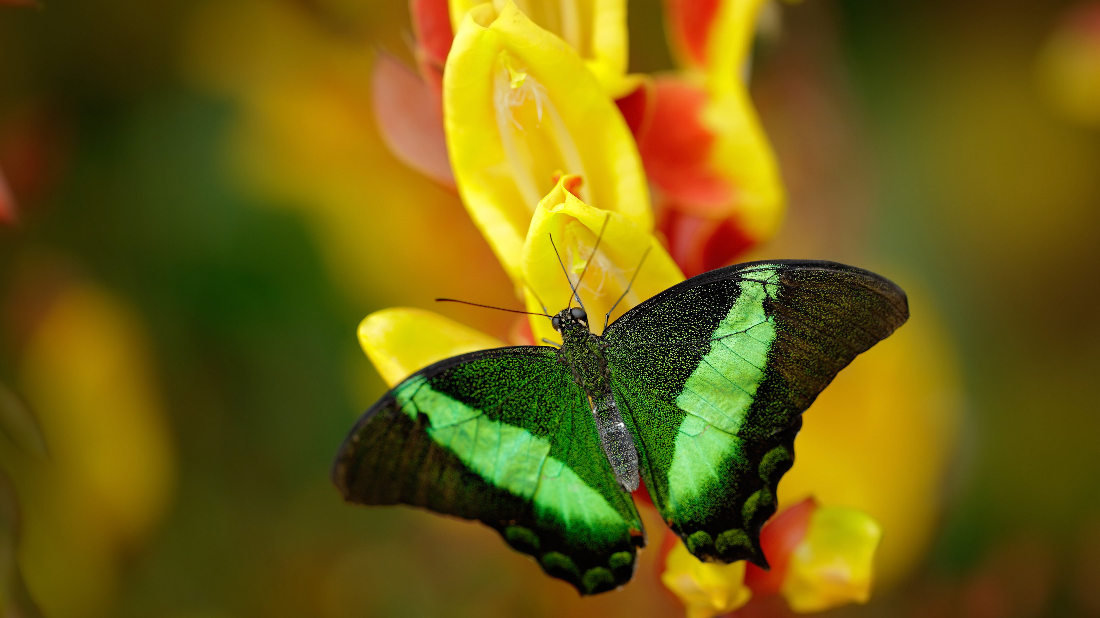 篮球场的绿茵灯下，卡拉斯科的深夜救赎