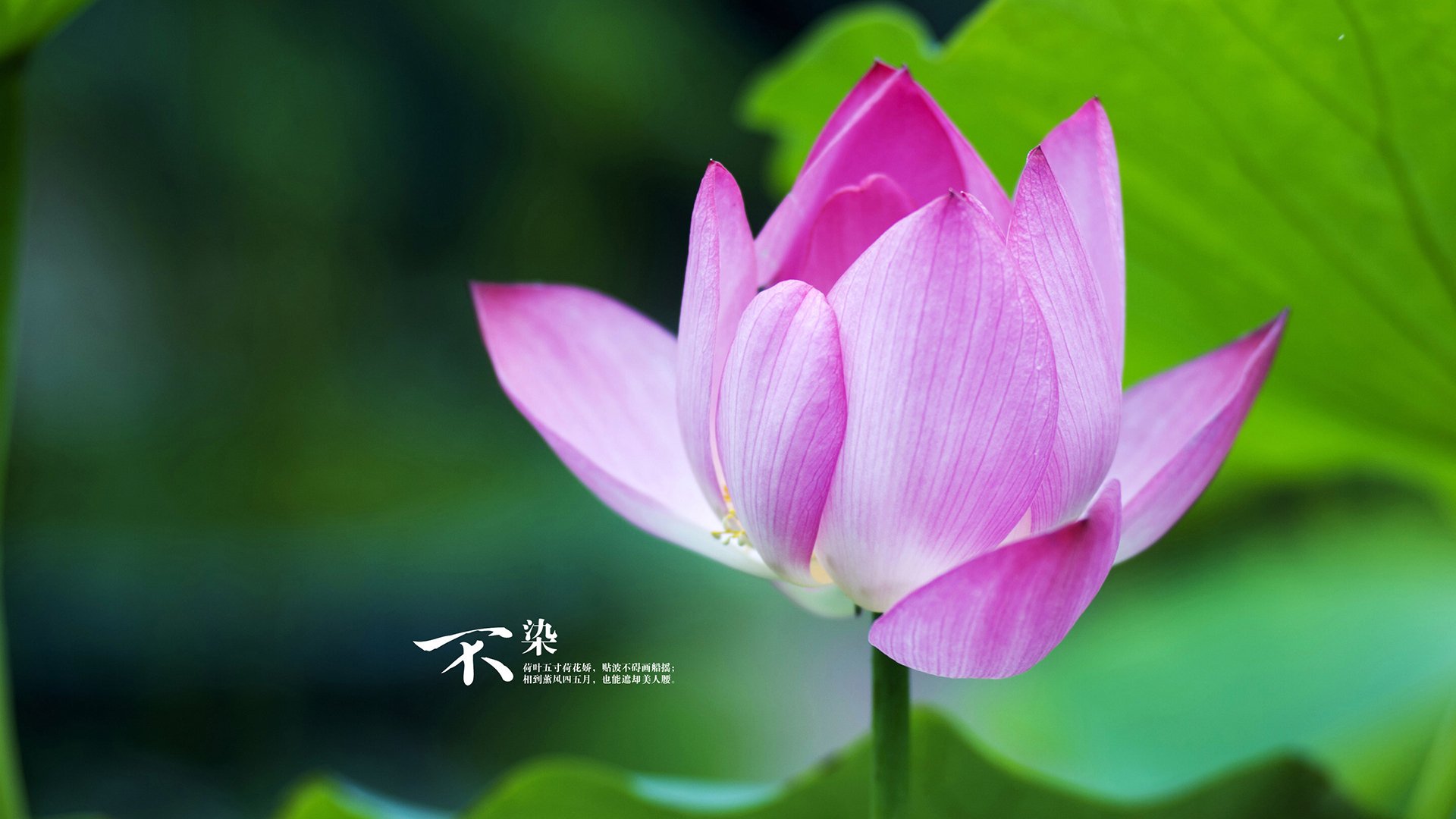 内功与快剑，约基奇的教科书表现与太阳的绝杀艺术