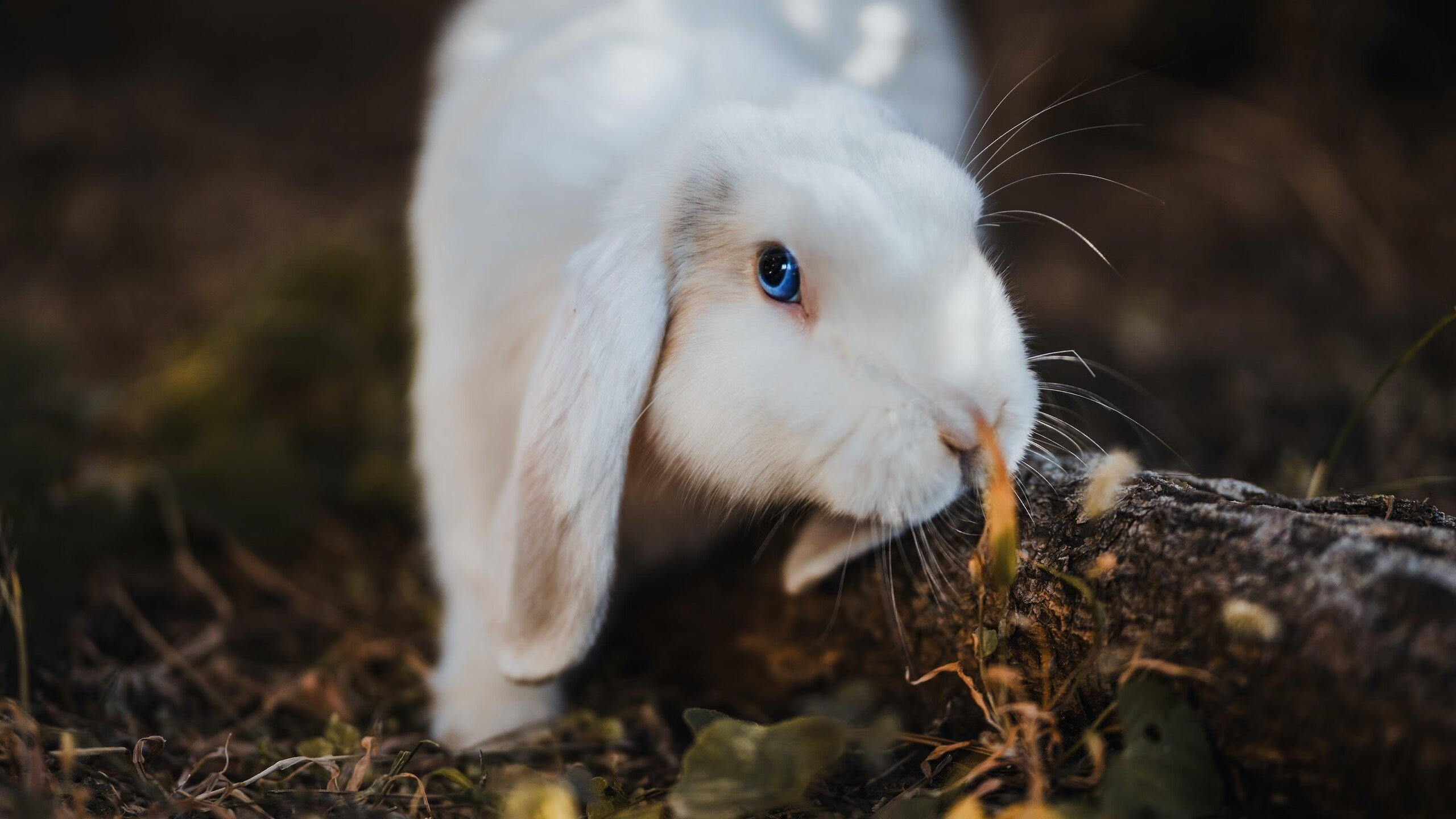 传奇之夜，卢卡库教科书式演绎，如何单枪匹马撕裂高卢铁壁？