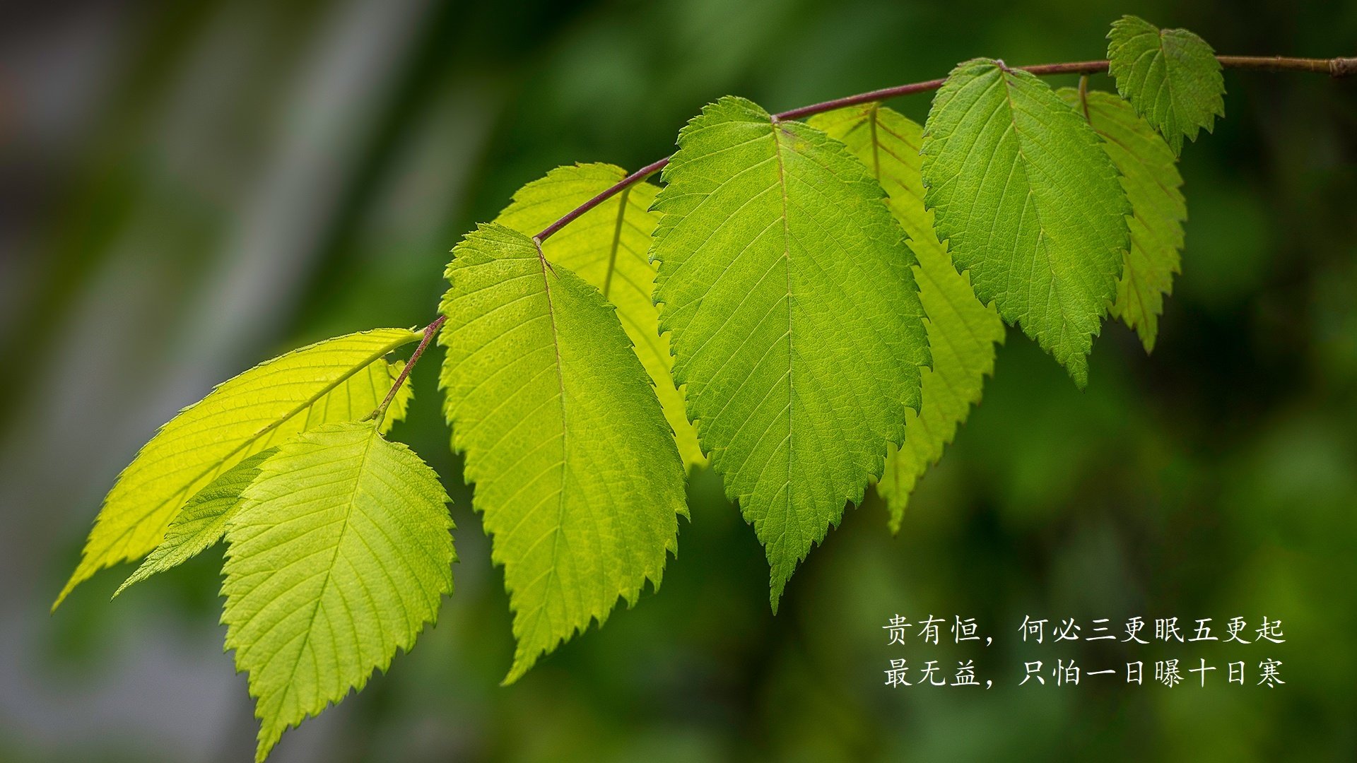中亚铁骑的逆袭，2026世界杯E组生死战，乌兹别克斯坦绝地翻盘瑞士，萨内独舞难救主